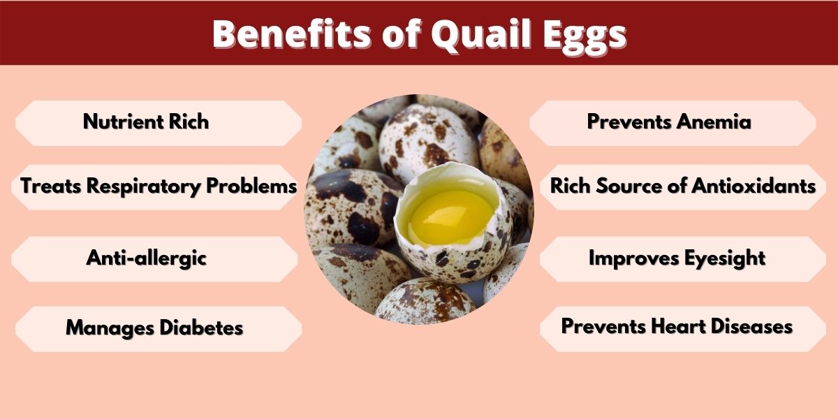 Quail Eggs15 Amazing Benefits, Nutrition & Side Effects